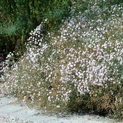 Gypsophila repens